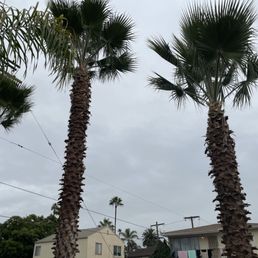 Palm tree trimming Palm tree trimming