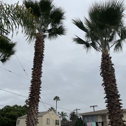 West Coast Arborists - Palm tree trimming