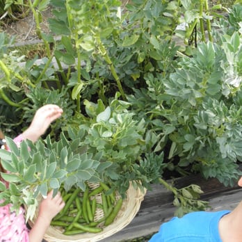 St. Vincent Preschool - Our teaching garden - Preschools Near Me - San Diego, California St. Vincent Preschool - Our teaching garden - Preschools Near Me - San Diego, California