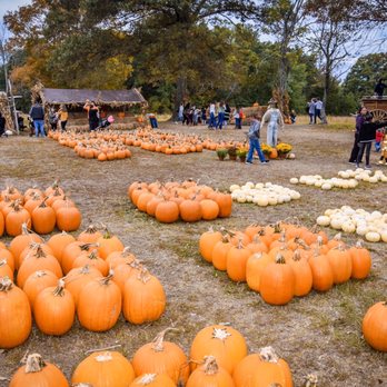 Hawk's Pumpkin Patch - The Pumpkin Patch - Pumpkin Patches Near Me - Winston-Salem, North Carolina