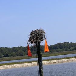 Osprey nest - if you zoom in you can see the bird