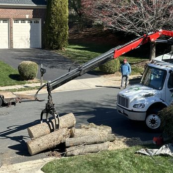 Green Vista Tree Care - Tree Services Near Me - Springfield, Virginia