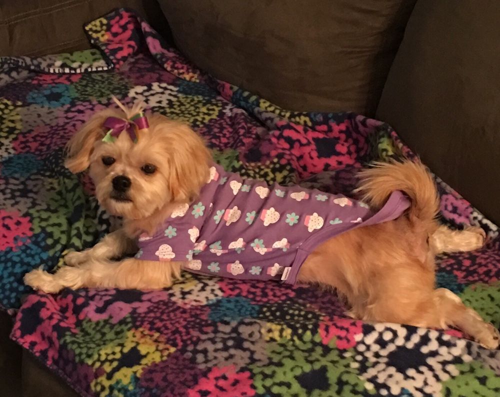 A1 PET GROOMING Updated September 2024 4957 W Napoleon Ave