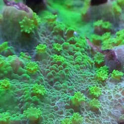 Aquatic Technology