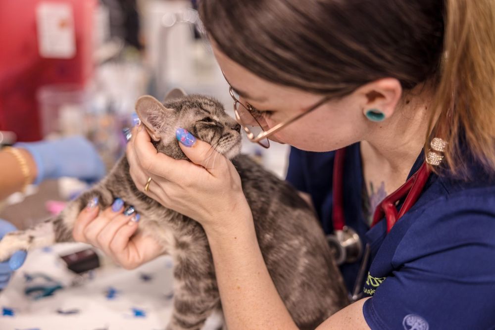 Hill Top Animal Hospital