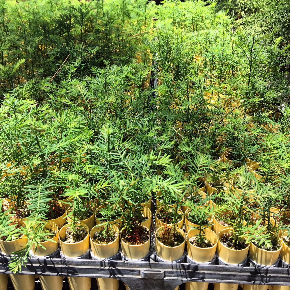 WELKER’S GROVE NURSERY Updated September 2024 42170 Cedar Springs