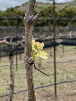 Rancho Guejito Vineyard by null