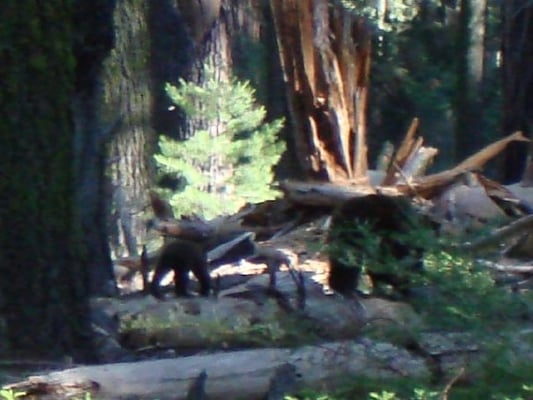 Sequoia & Kings Canyon National Parks by null Sequoia & Kings Canyon National Parks by null