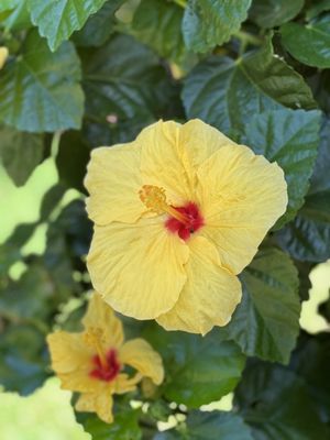 Aina Nalu Lahaina by Outrigger by null