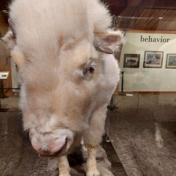North American Bison Discovery Center - White Buffalo - Museums Near Me - Jamestown, North Dakota North American Bison Discovery Center - White Buffalo - Museums Near Me - Jamestown, North Dakota