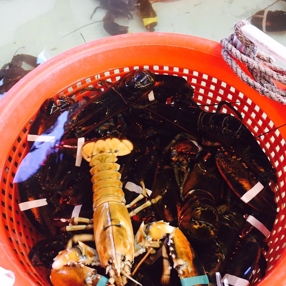 Erica's Seafood - Rare "Blonde" lobster. He wound up in an aquarium. - Seafood Near Me - Harpswell, Maine