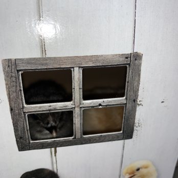 Rural King - chicks! - Home & Garden Near Me - Wentzville, Missouri