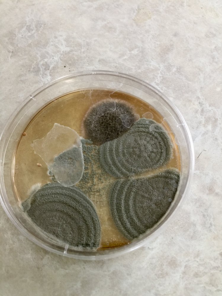 Pure Maintenance of California - mold inspector in San Diego, CA