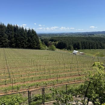 Roshni Vineyard - Vineyard view from back deck. - Wineries Near Me - McMinnville, Oregon Roshni Vineyard - Vineyard view from back deck. - Wineries Near Me - McMinnville, Oregon