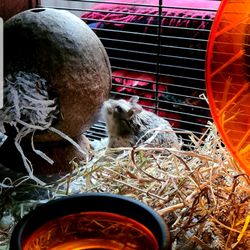 Pets At Home - Adopted a russian hamster today Look how happy he his  Thankyou for your service and help  kindest regards caroline :0),