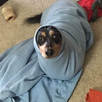 Our Little Long Haired Silver Dapple Dachshund Snickers He Loves