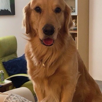AZ Mobile Spaws - The willful dog who should not be on the furniture! - Pet Groomers Near Me - Phoenix, Arizona