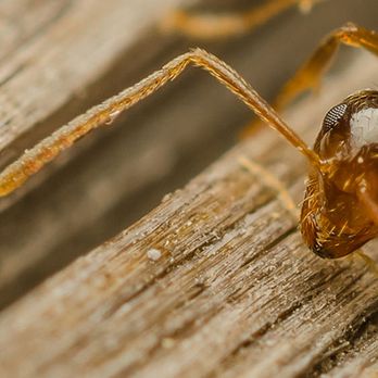 Advantage Pest Control - Pest Control Near Me Advantage Pest Control - Pest Control Near Me