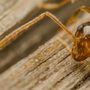Photo of Advantage Pest Control