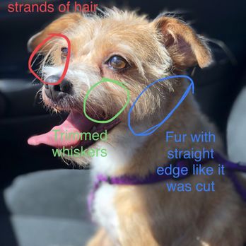 All 4's Grooming - Pet Groomers Near Me - San Jose, California