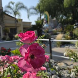 Our Lady of Guadalupe Church - Flowers for Our Lady