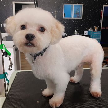 Pet Purrspective - Lewk After - Pet Groomers Near Me - Los Angeles, California Pet Purrspective - Lewk After - Pet Groomers Near Me - Los Angeles, California