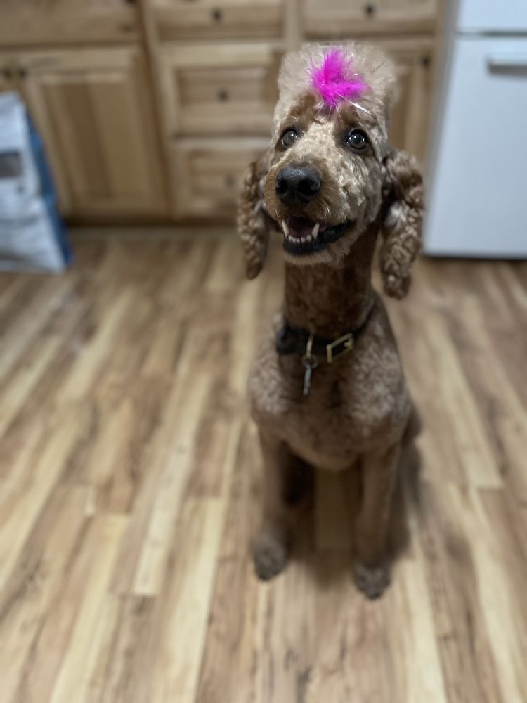 PETLANTIS Updated September 2024 26 Photos & 15 Reviews 3127