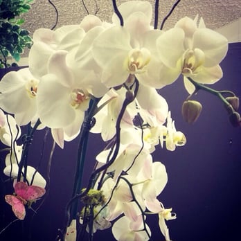 Walter's Flowers - Orchids! - Nurseries & Gardening Near Me - Glendale, California Walter's Flowers - Orchids! - Nurseries & Gardening Near Me - Glendale, California