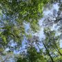 Photo of Pocomoke State Park