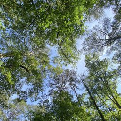 Pocomoke State Park - Wilds