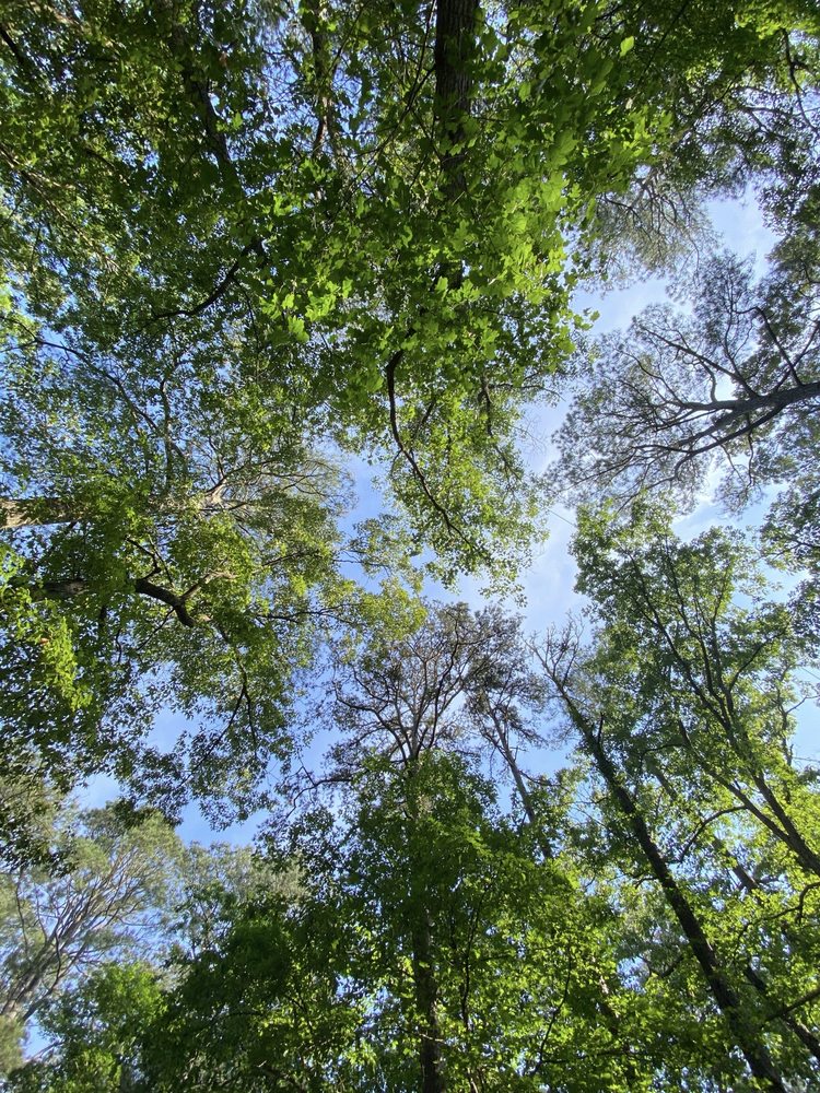 Social spots from Pocomoke State Park