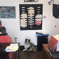 Freedom Auto Color Paint and Body - Family Owned.... come by and meet ZEVA OUR MASCOT!