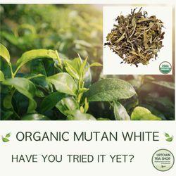 Uptown Tea Shop - My Organic Mutan White is a white tea from the Fujian Province in China. It has a delicate flowery taste and steeps to a light gold color.