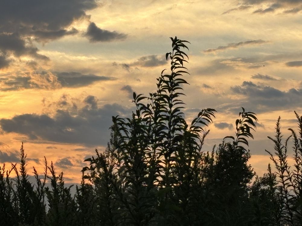 Gansevoort Peninsula