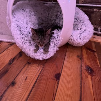 Mac Tabby Cat Cafe - Themed Cafes Near Me - Charlotte, North Carolina