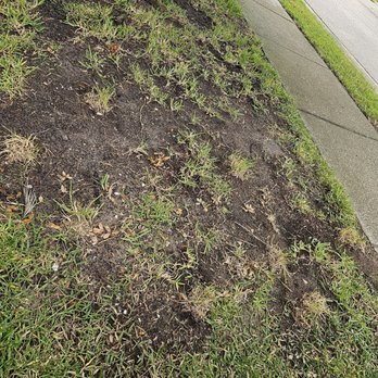 TruGreen Lawn Care - Tree Services Near Me - Oldsmar, Florida TruGreen Lawn Care - Tree Services Near Me - Oldsmar, Florida