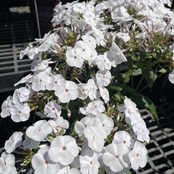 Garland Nursery - Landscape Architects or Designers Near Me - Corvallis, Oregon