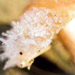 Nolde Forest Environmental Education Center - Frost on a 'shroom
