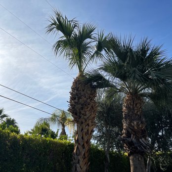 Baudelio Gardening - two palm trees in front of a hedge - Tree Services Near Me - Cathedral City, California
