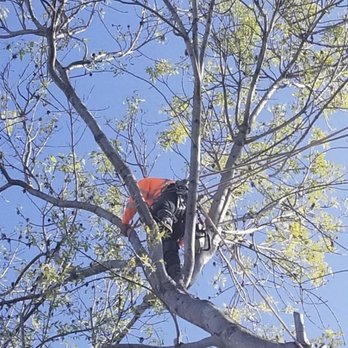 Joel's Tree Service - Tree Trimming - Tree Services Near Me Joel's Tree Service - Tree Trimming - Tree Services Near Me