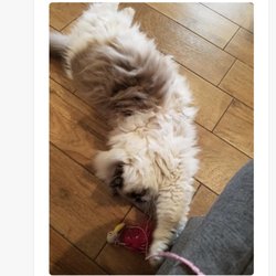 Sarandipity Pet Care Services - Leila very relaxed and happy with Laura !