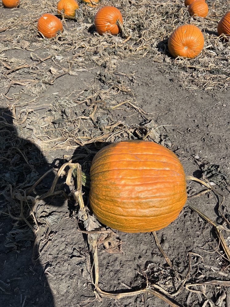 AUTUMN ACRES FARM Updated October 2024 51 Photos 35482 W County