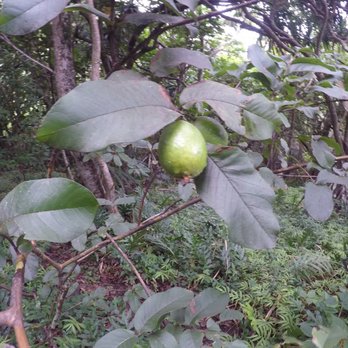 Pu'u Manamana Hiking Trail - Snack anybody? - Hiking Near Me Pu'u Manamana Hiking Trail - Snack anybody? - Hiking Near Me