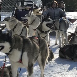Husky Works Mushing Company