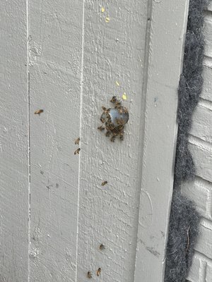 Beverly Bees by null