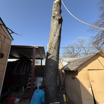 Texas Tree Tops-Tree Services - Tree Services Near Me - Fort Worth, Texas Texas Tree Tops-Tree Services - Tree Services Near Me - Fort Worth, Texas