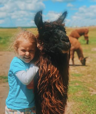 Carlson's Llovable Llamas by null