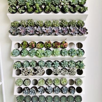 Pigment - 2" Succulent wall (to make-your-own-creation) - Home Decor Near Me - San Diego, California Pigment - 2" Succulent wall (to make-your-own-creation) - Home Decor Near Me - San Diego, California