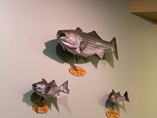 Bass Pro Shops (Formerly Cabela's) by null