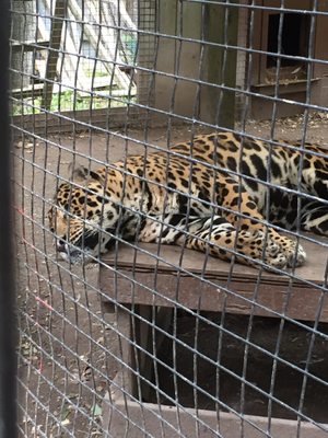 Killman Zoo Zoos 237 Unity Side Road E Caledonia On Phone Number